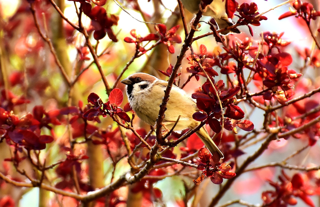 sparrow bird small bird free photo