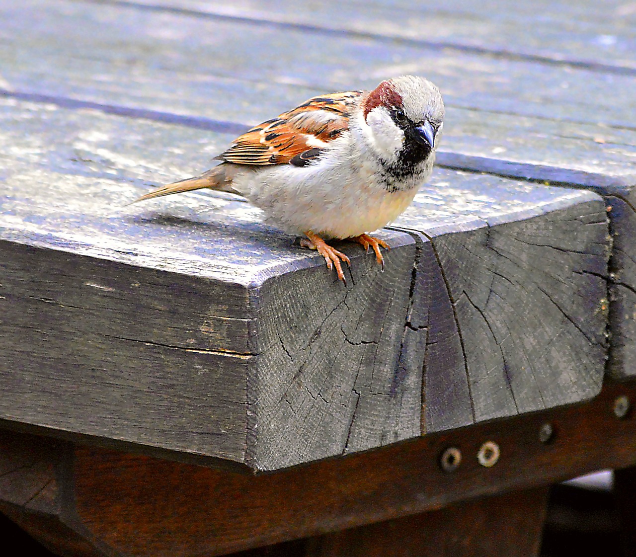 sparrow sperling songbird free photo