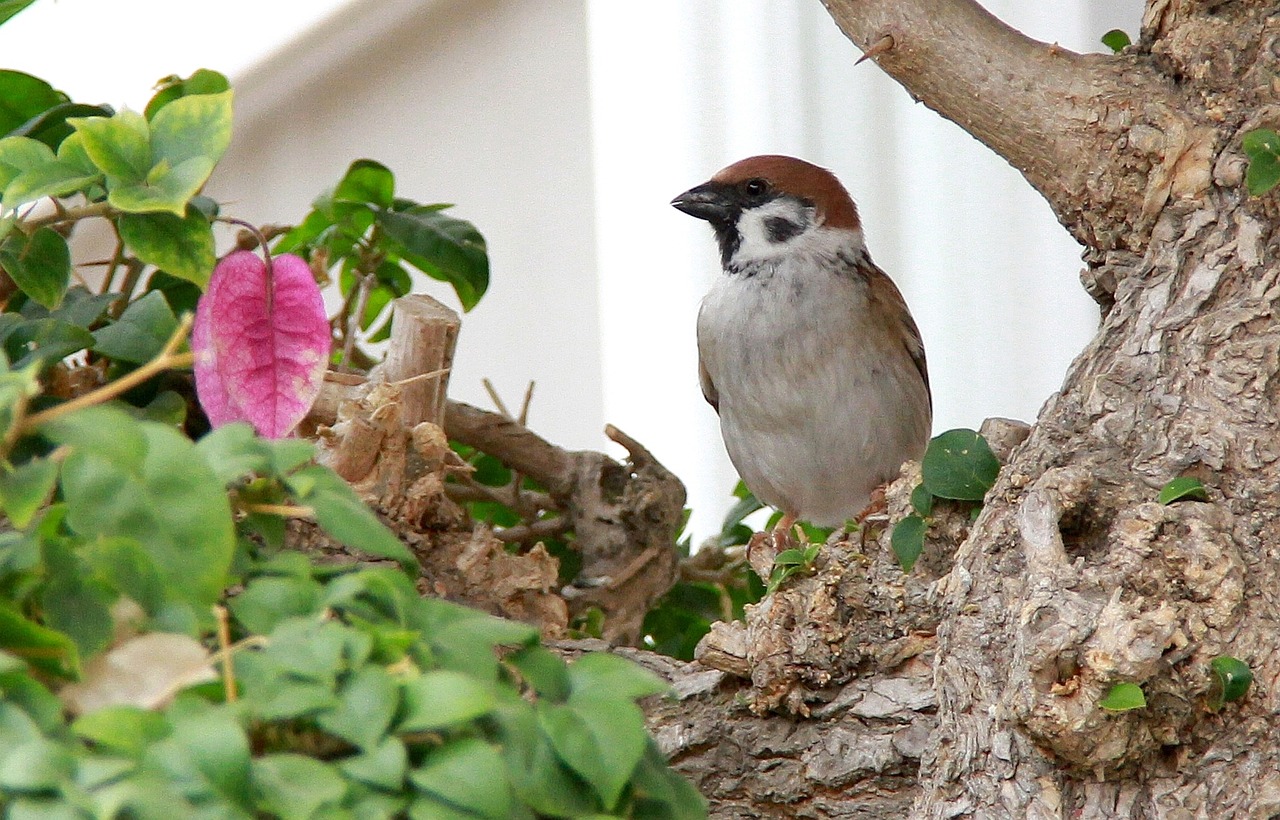 sparrow birds bougainvillea free photo