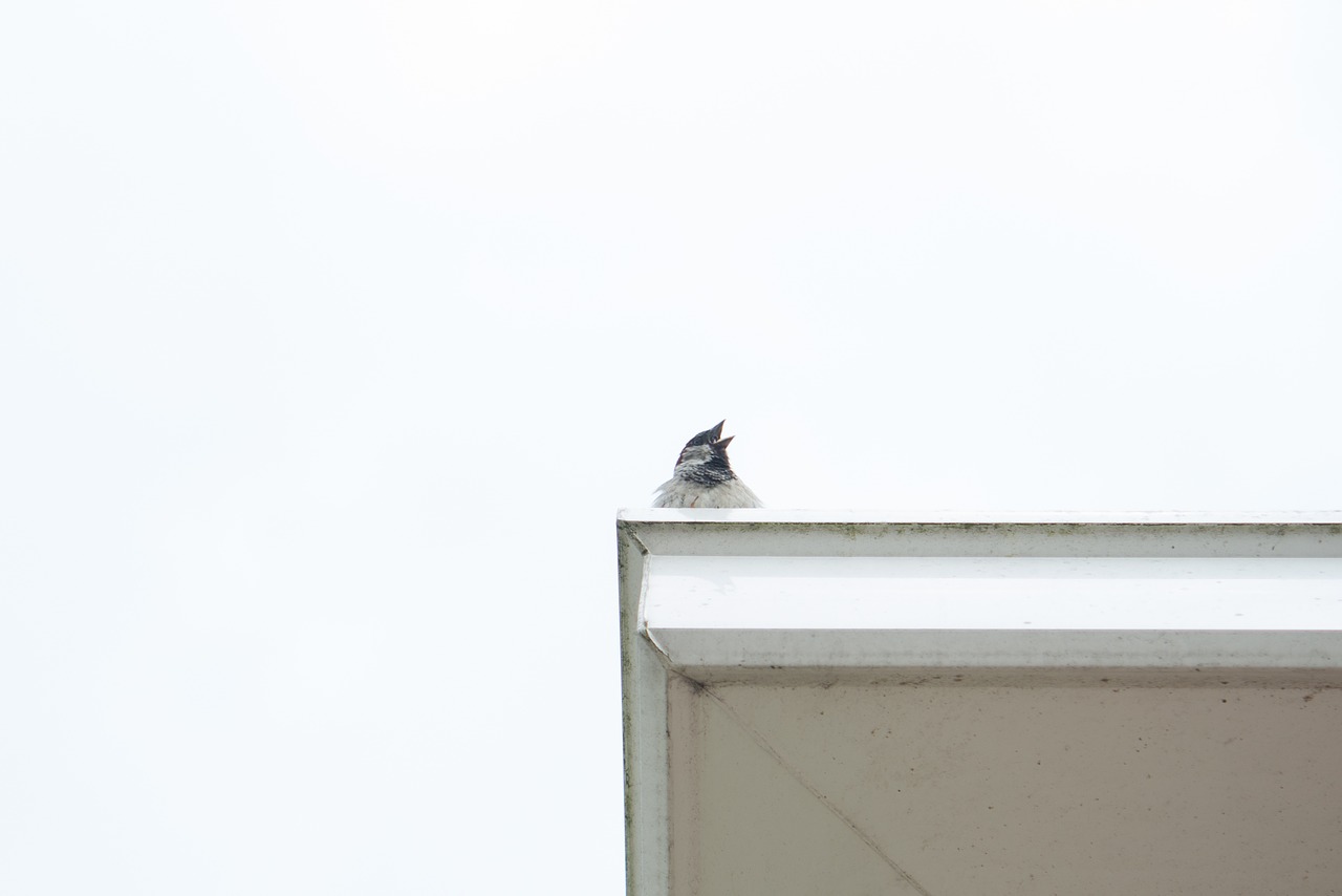 sparrow cute bird free photo