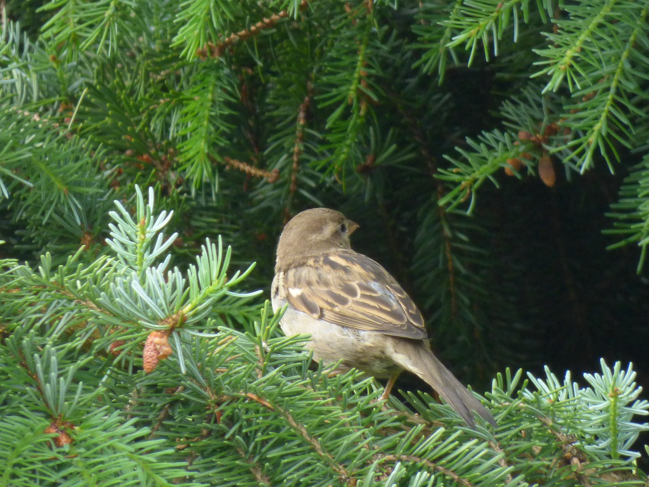 sparrow bird birds free photo