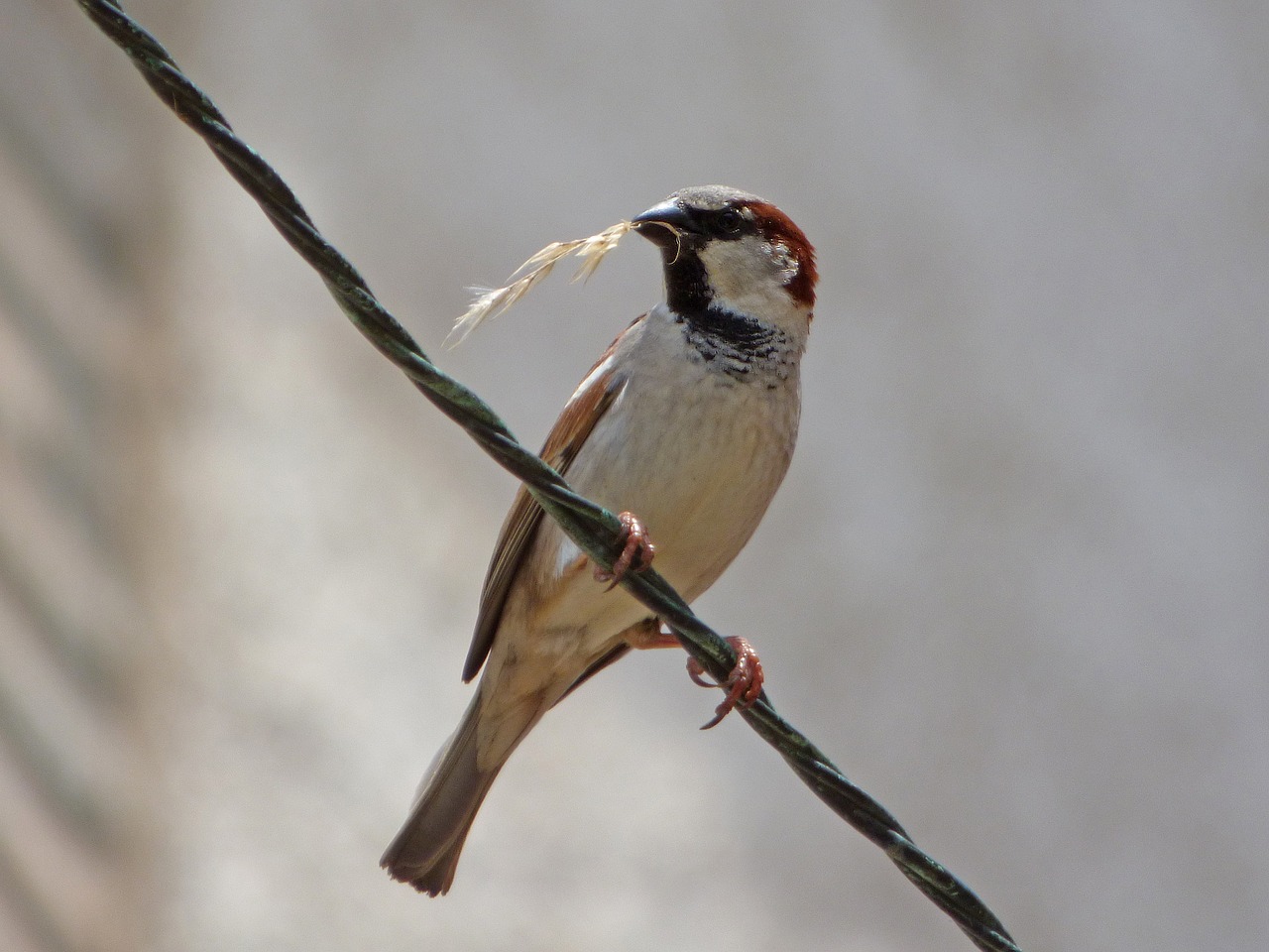 sparrow pardal twig free photo