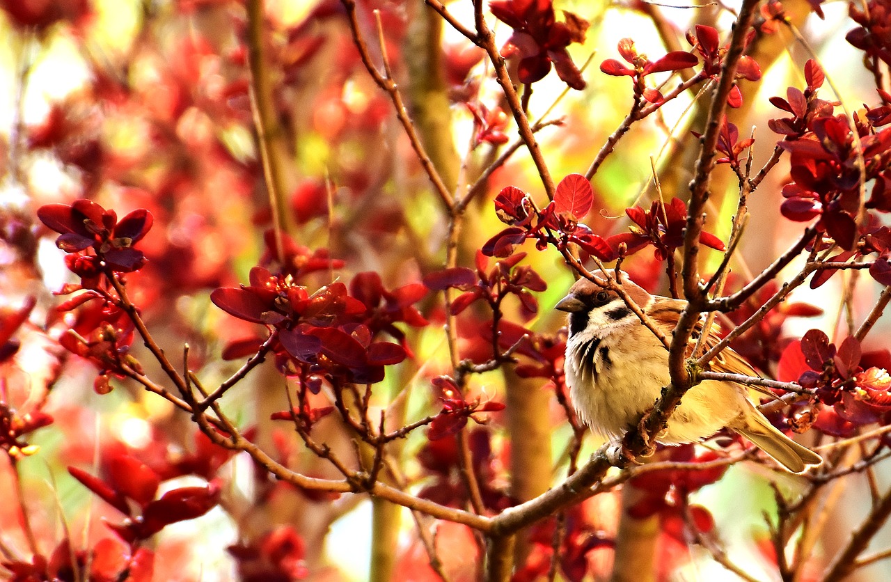 sparrow bird animal free photo