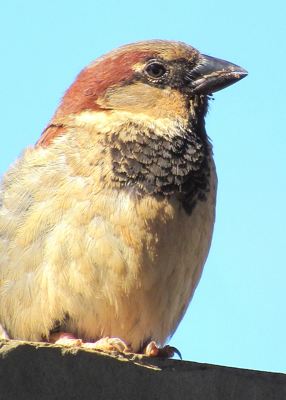 sparrow bird nature free photo