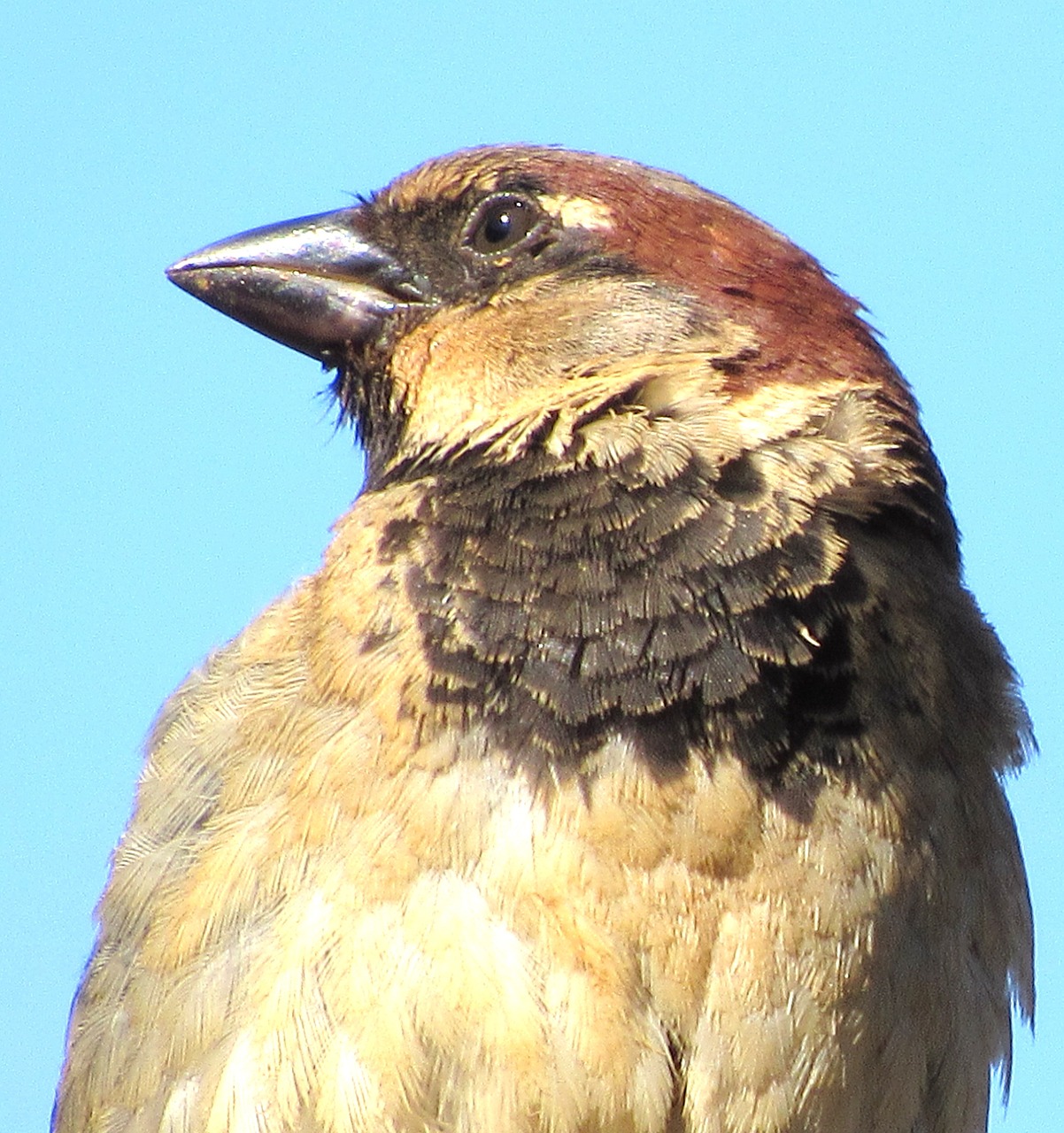 sparrow bird nature free photo