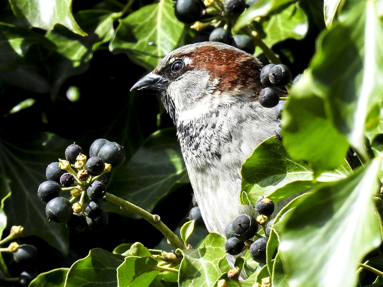 sparrow sperling house sparrow free photo