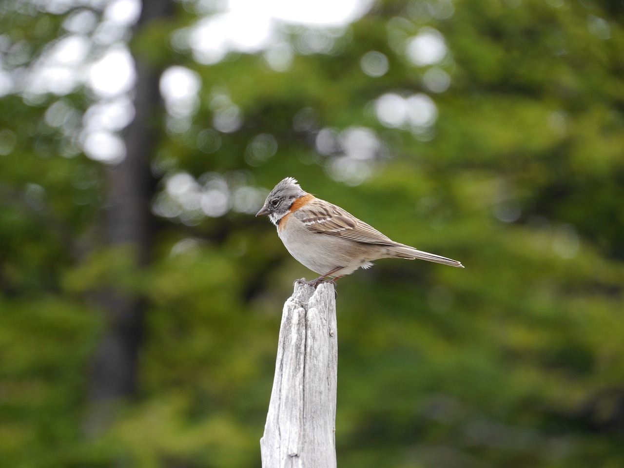 sparrow bird animal free photo