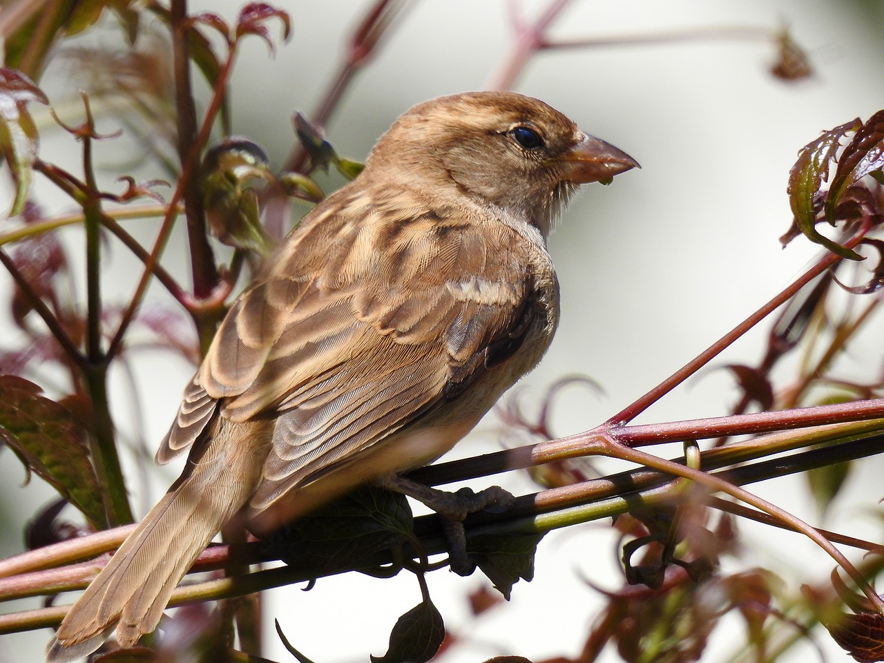 sparrow garden nature free photo