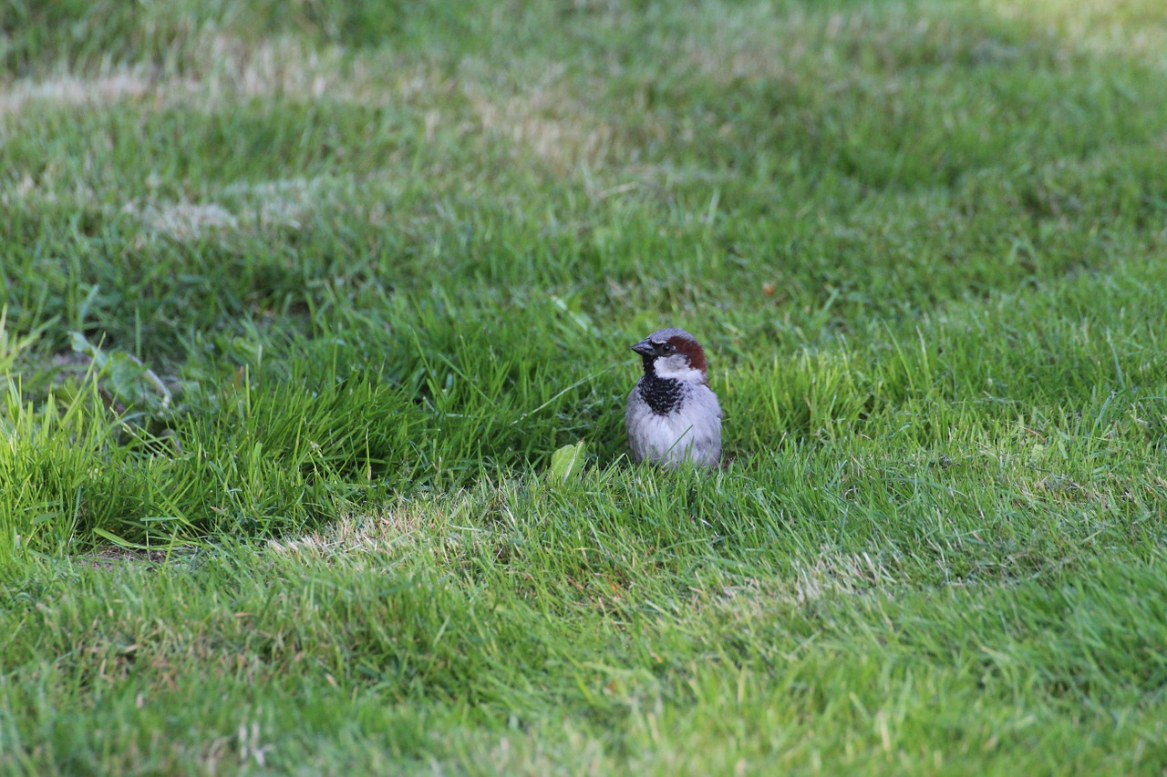 sparrow sperling bird free photo
