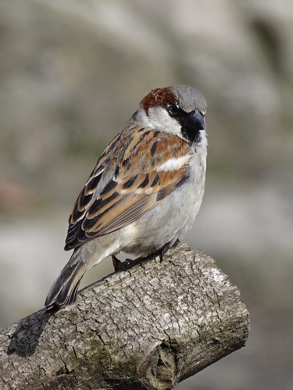 sparrow animal bird free photo