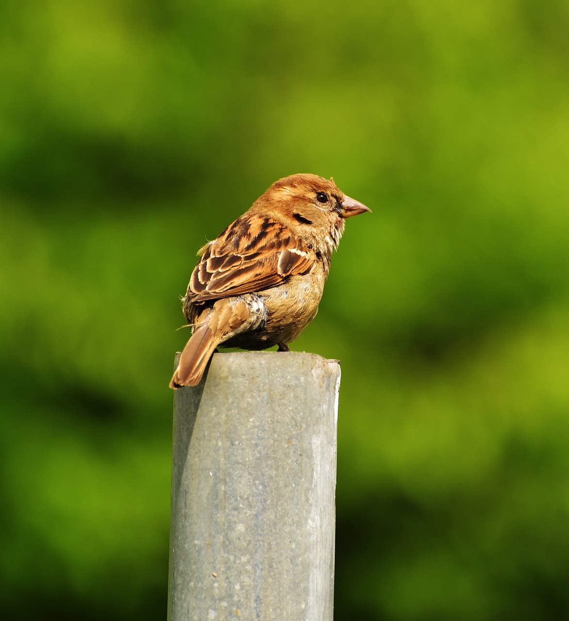 sparrow bird feather free photo