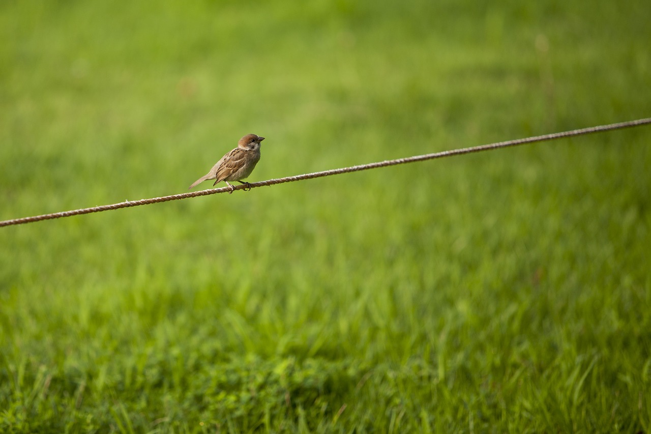 sparrow grass break free photo