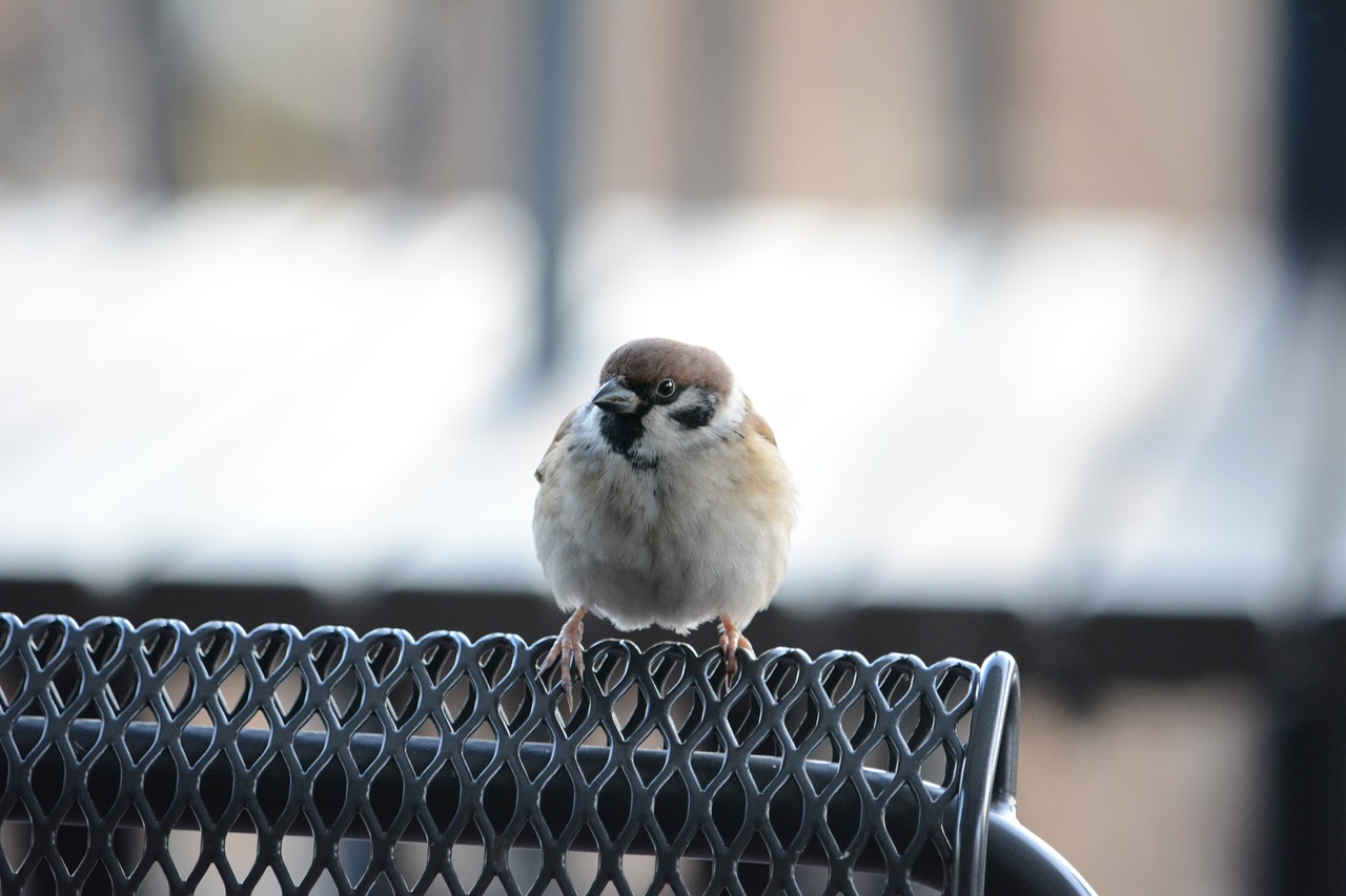 sparrow bird cute free photo