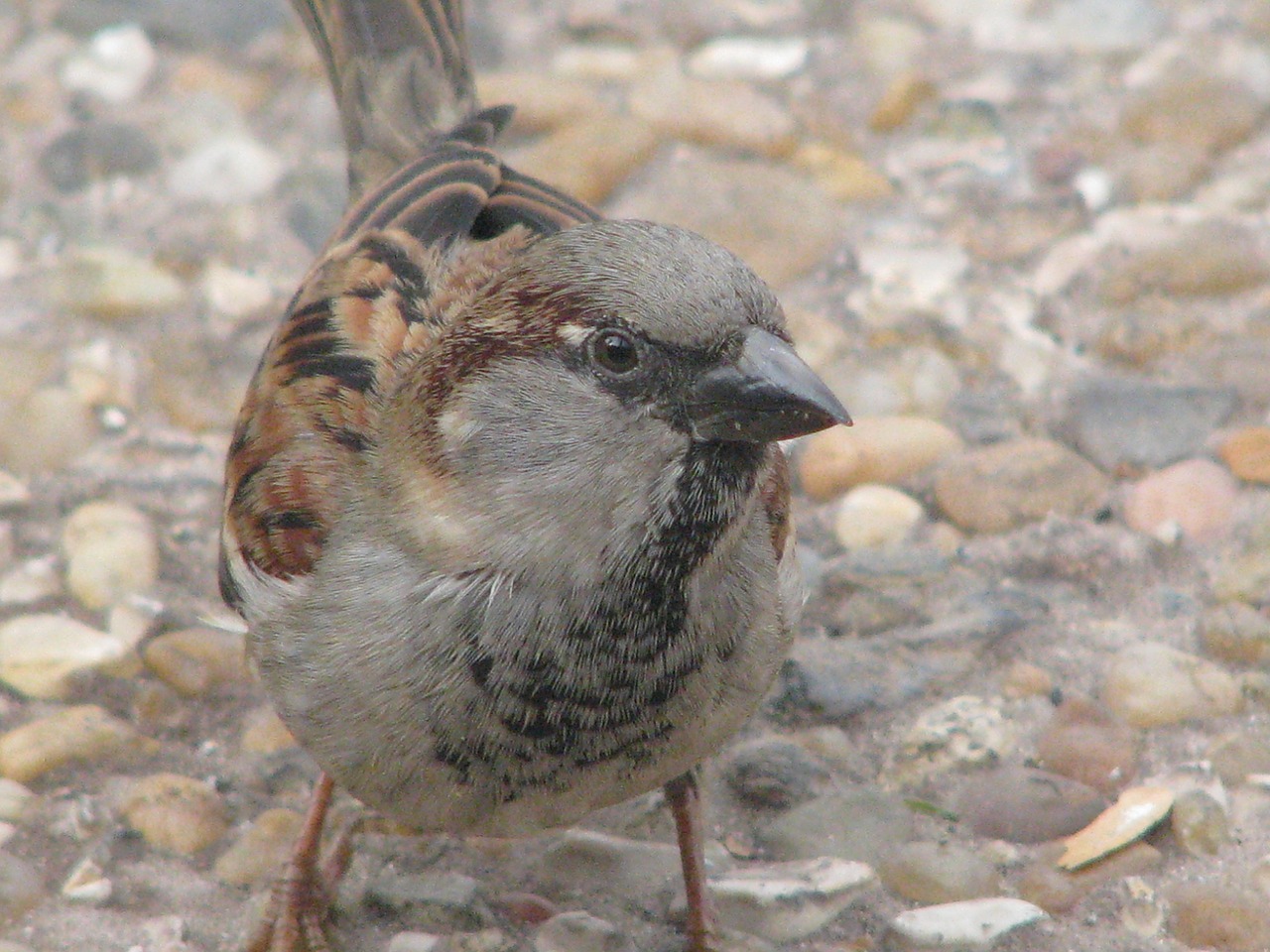sparrow bird close-up free photo