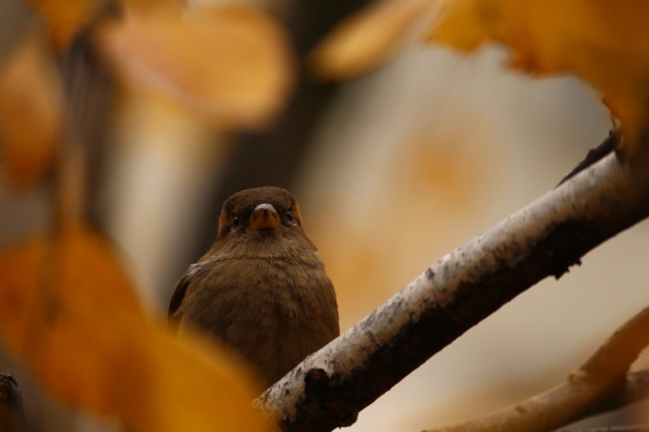 sparrow autumn branch free photo