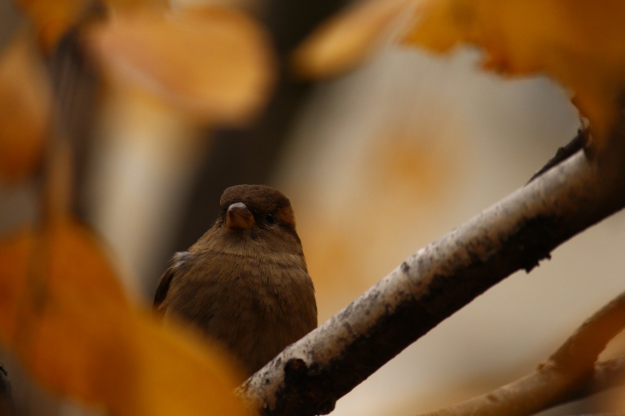 sparrow autumn branch free photo