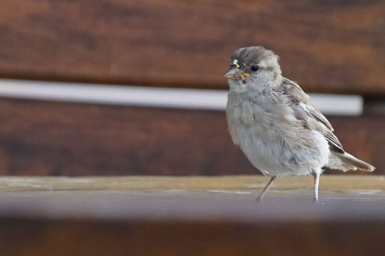 sparrow bird sparrows free photo