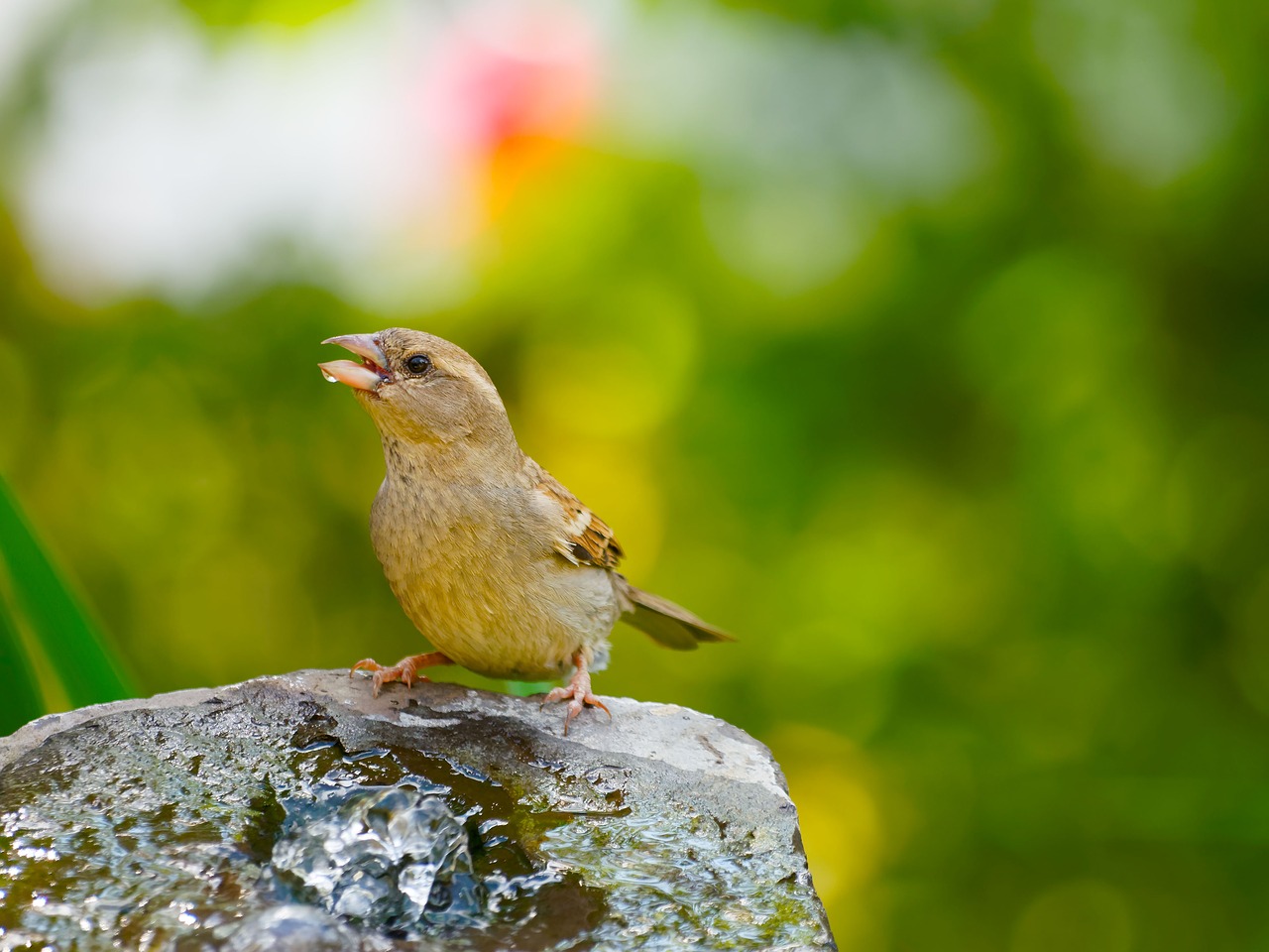 sparrow birds animal free photo