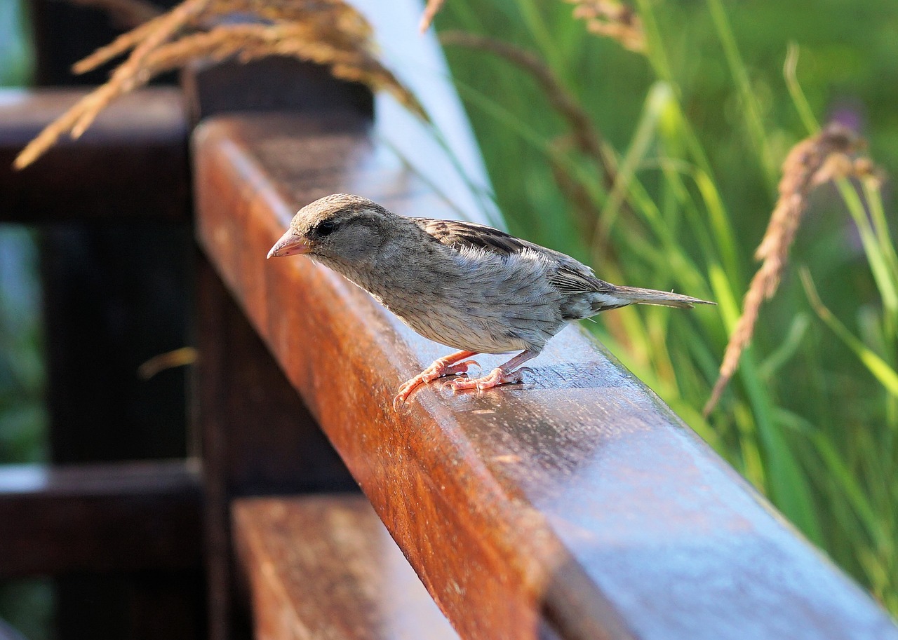 sparrow bird nature free photo