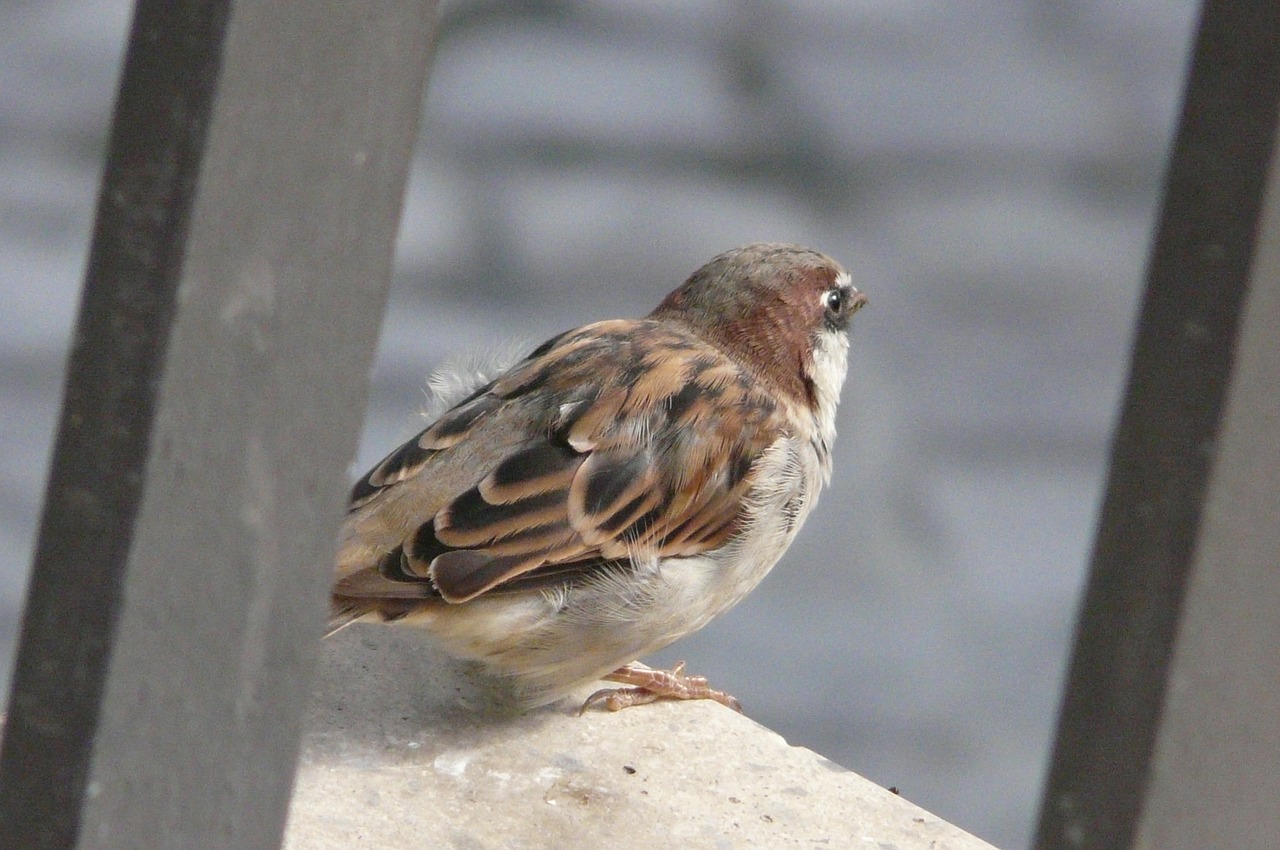 sparrow bird sperling free photo