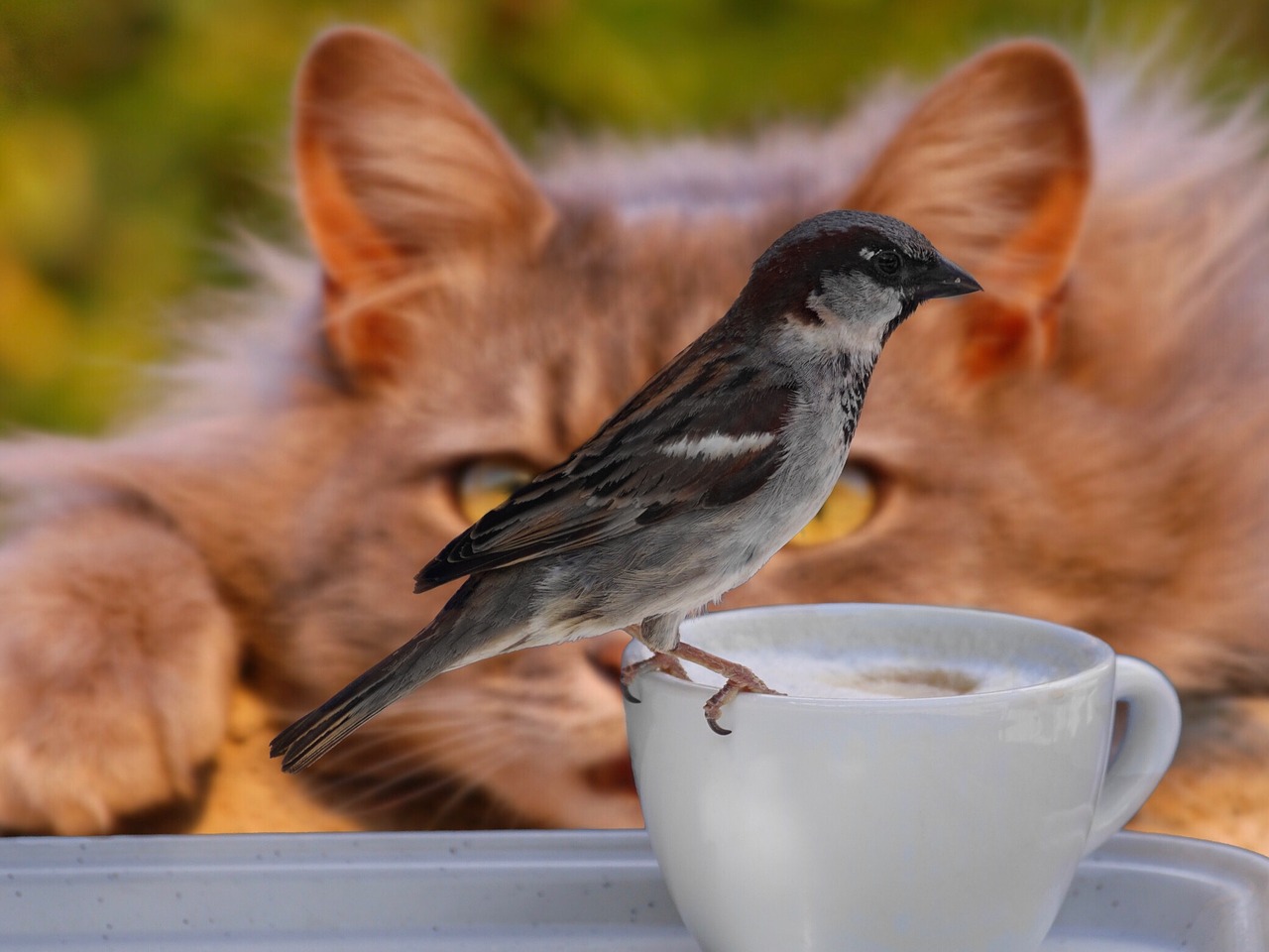 sparrow bird coffee free photo