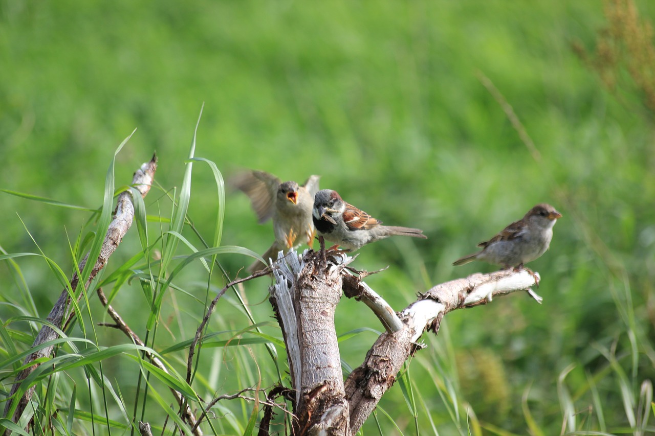 sparrow bird sperling free photo
