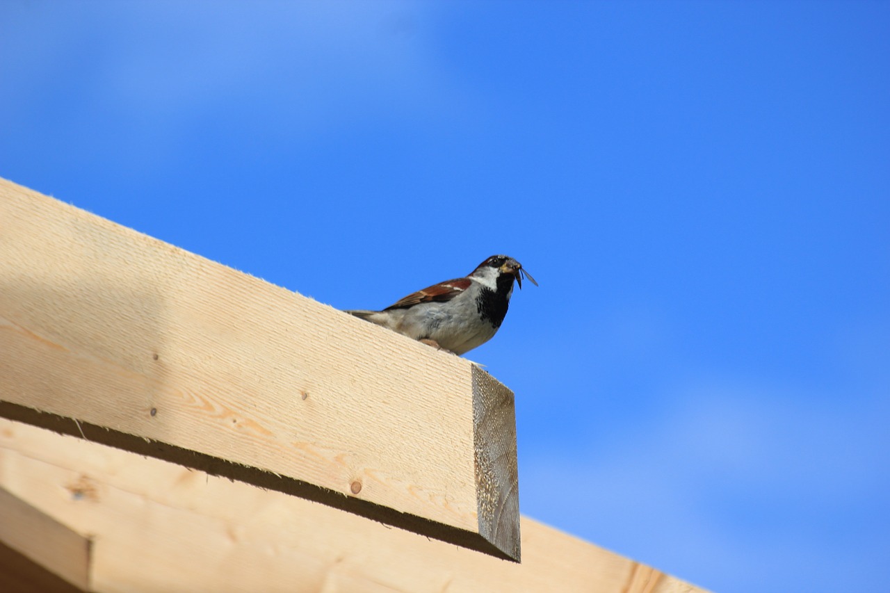 sparrow bird sperling free photo