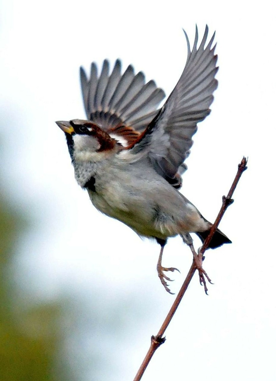 sparrow bird wing free photo