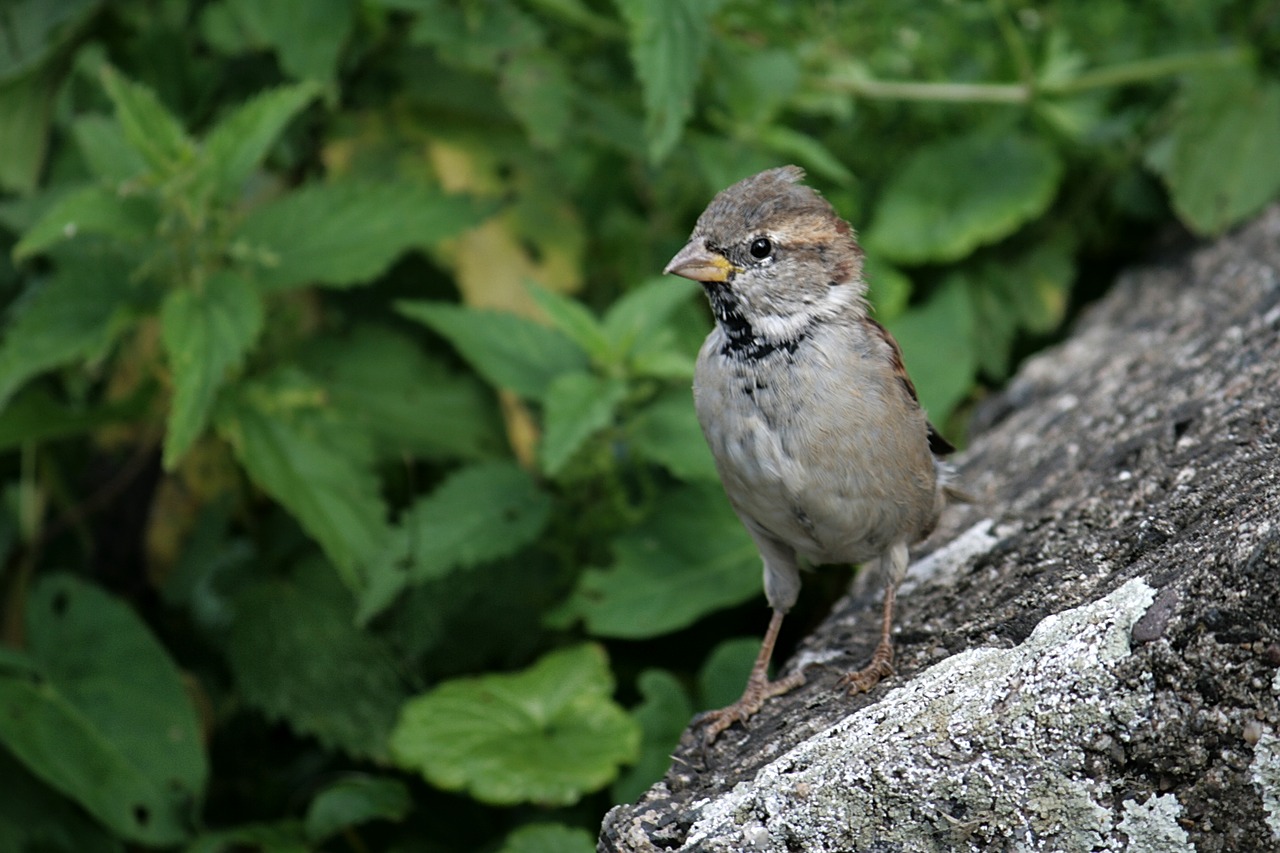sparrow bird sparrows free photo