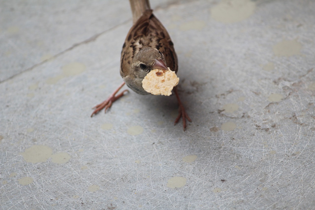 sparrow chapati slice free photo