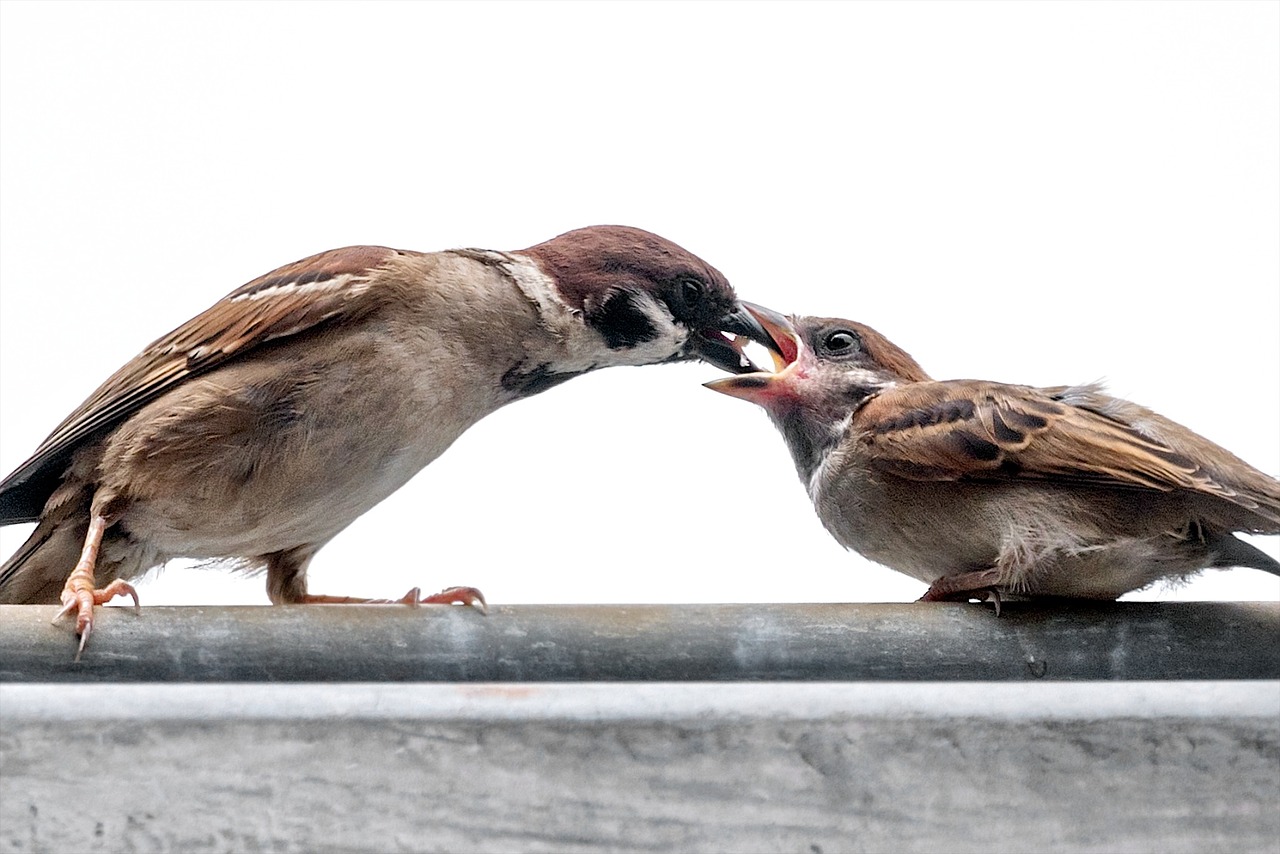 sparrow feeding nature free photo