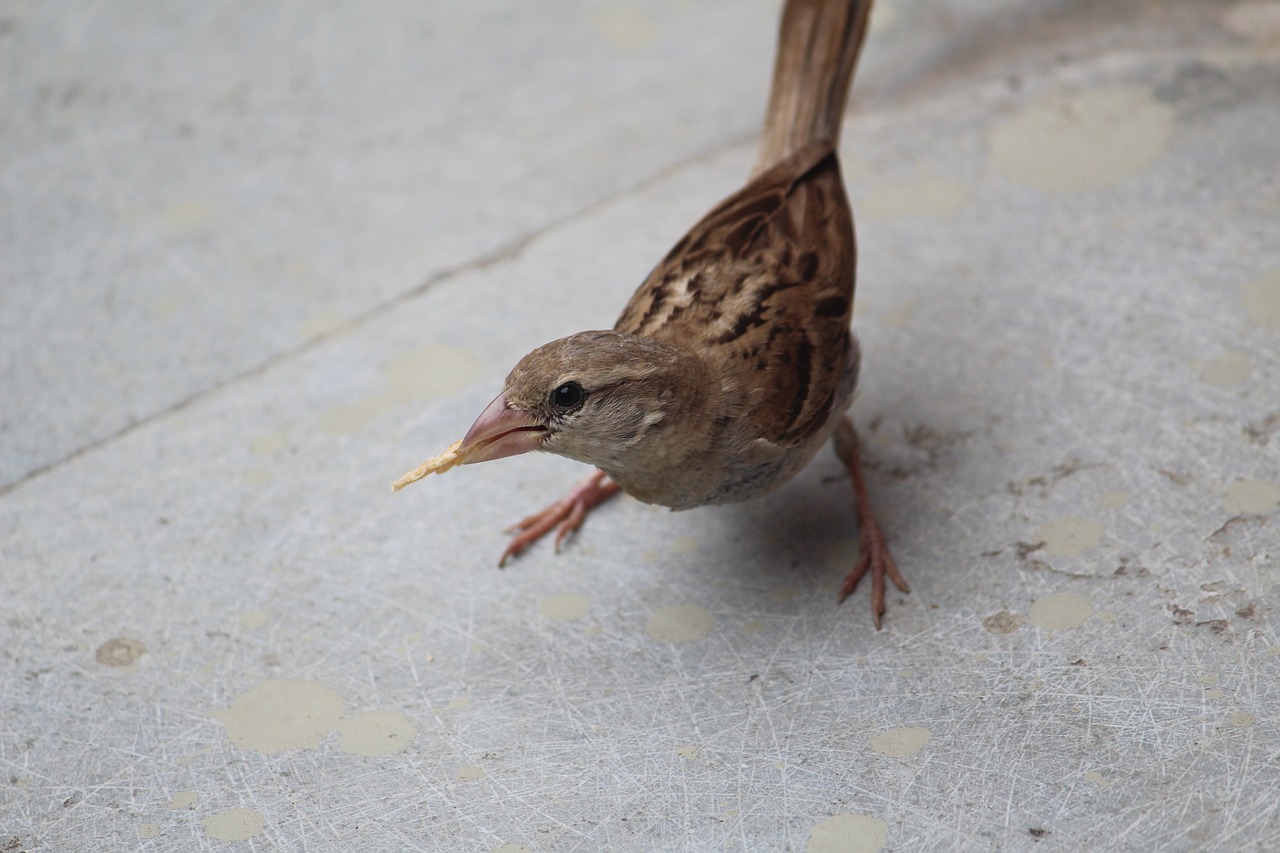 sparrow bird innocent free photo
