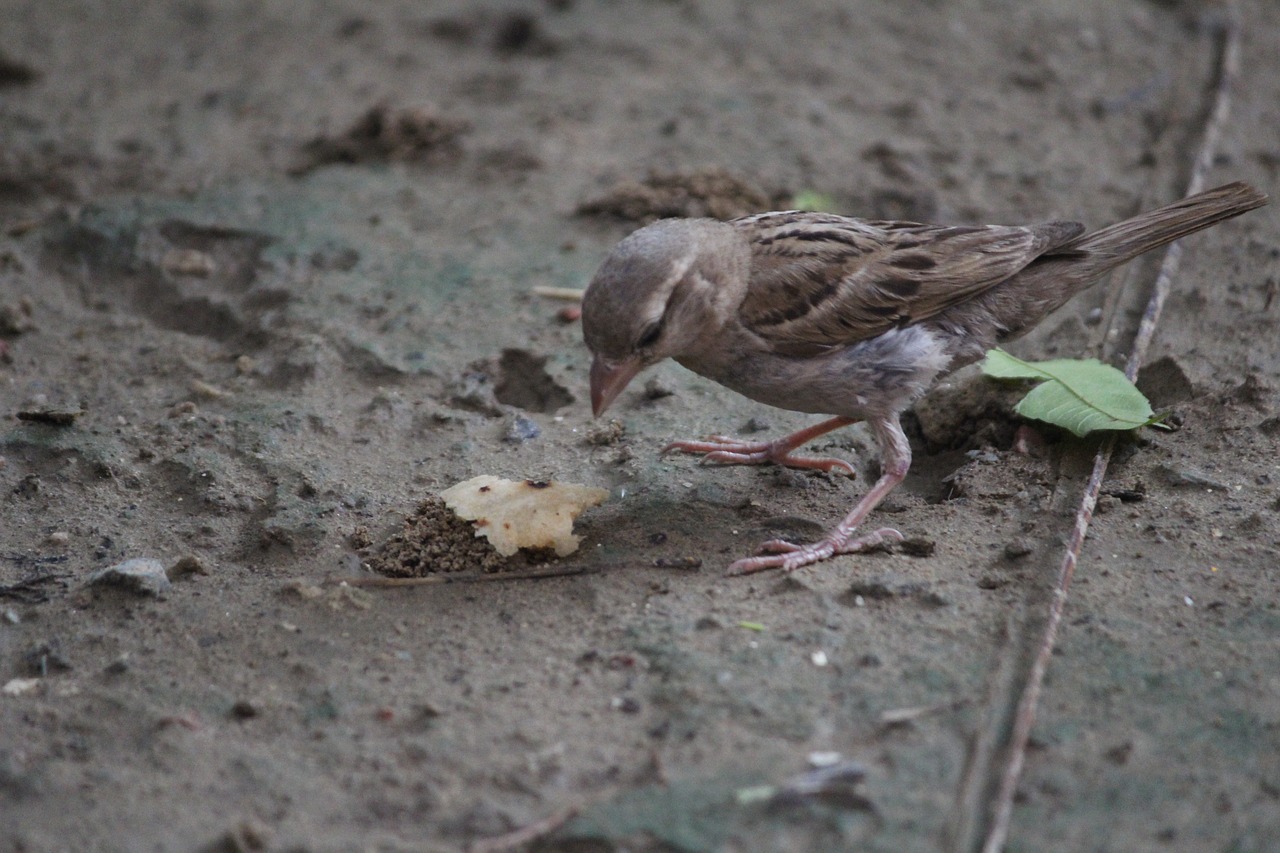 sparrow bird aves free photo