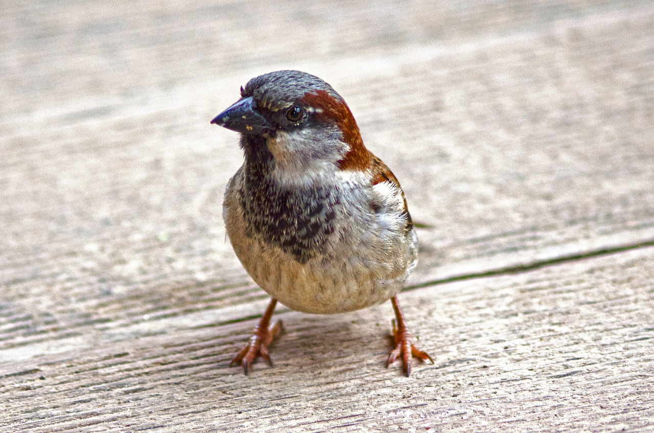 sparrow sperling bird free photo