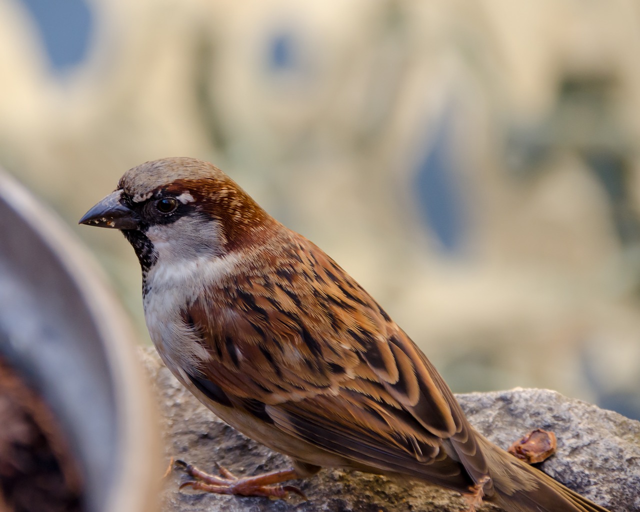 sparrow bird nature free photo