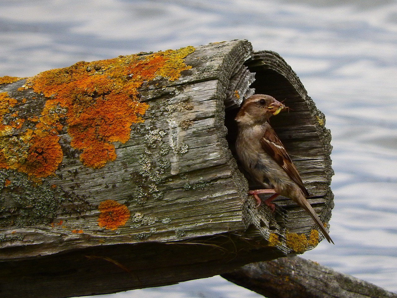 sparrow food log free photo