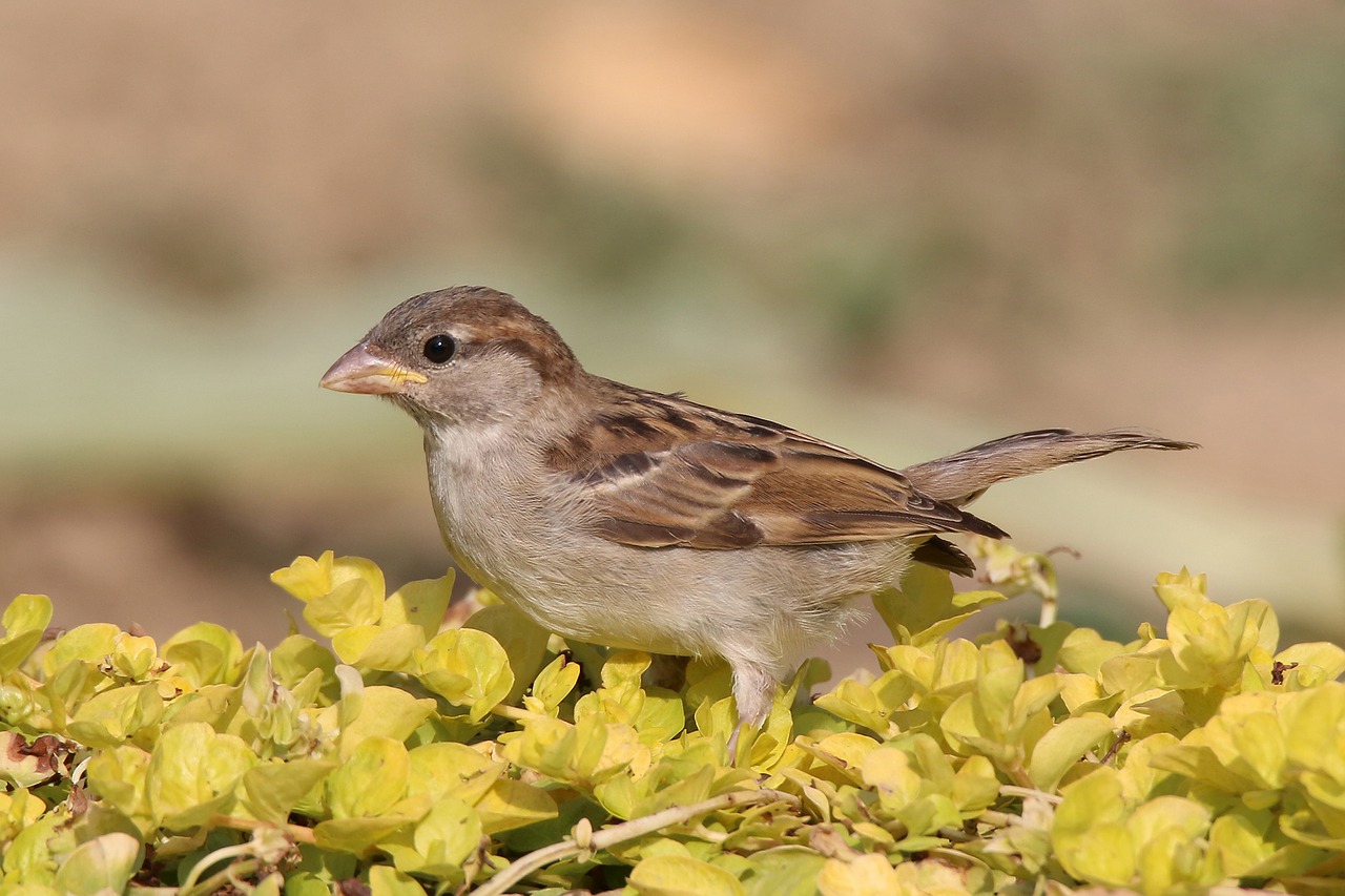 sparrow home domový free photo