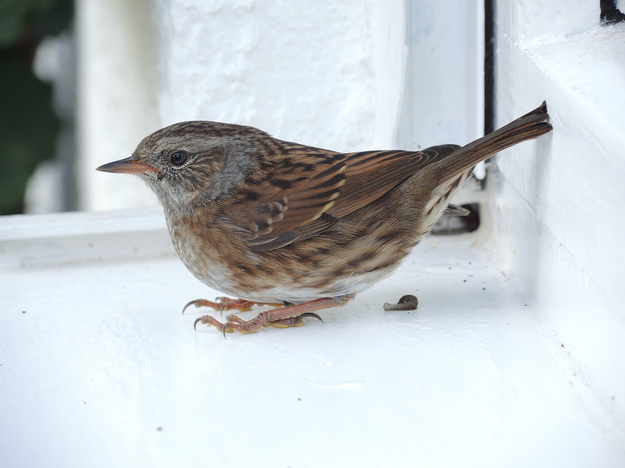 sparrow sperling bird free photo