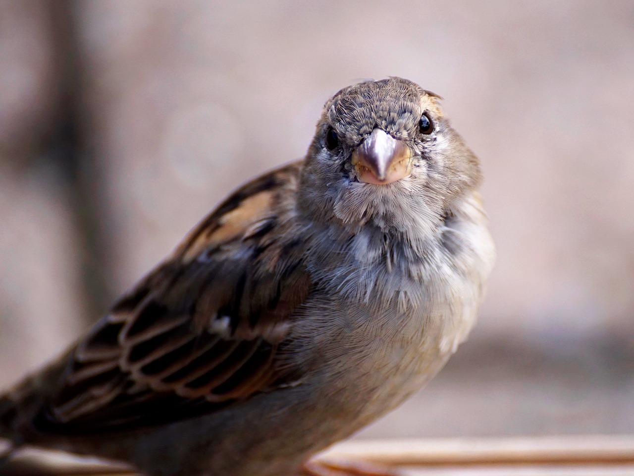 sparrow bird nature free photo