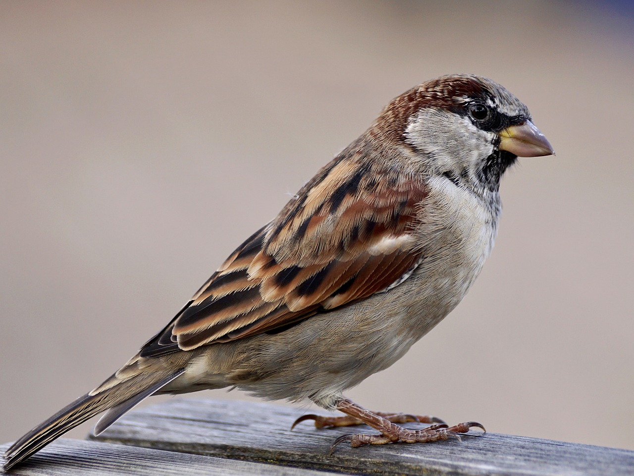 sparrow bird sparrows free photo