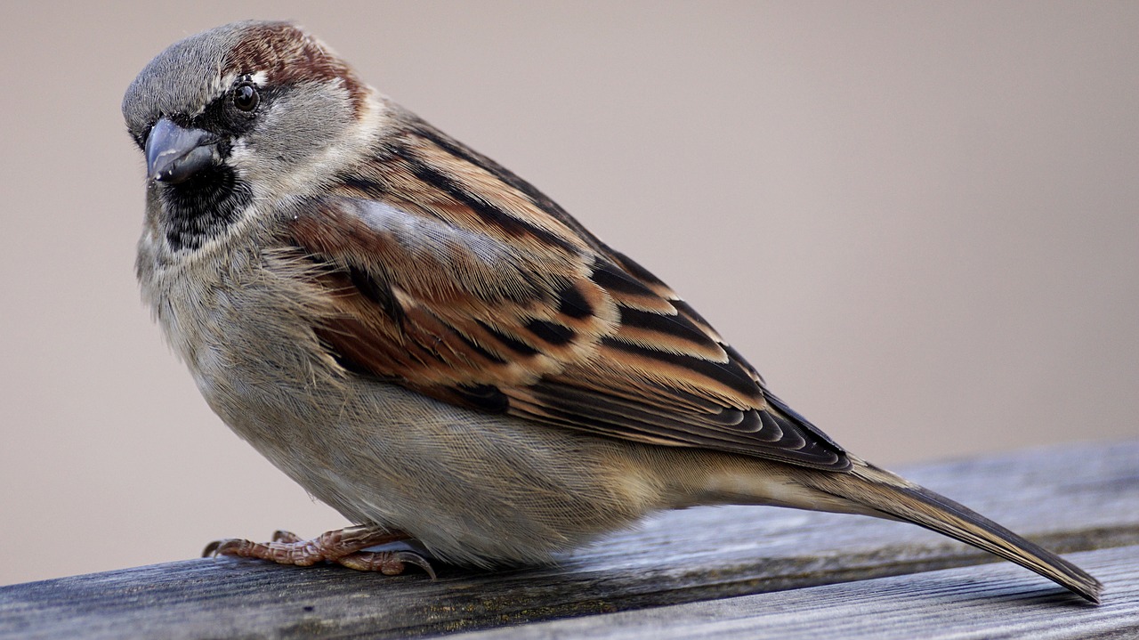 sparrow bird sparrows free photo