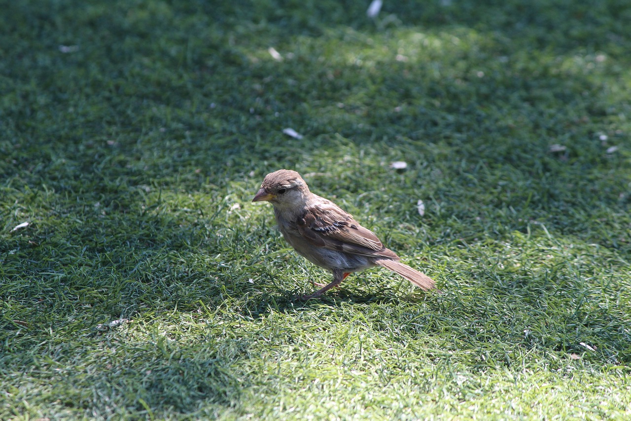 sparrow grass istanbul free photo