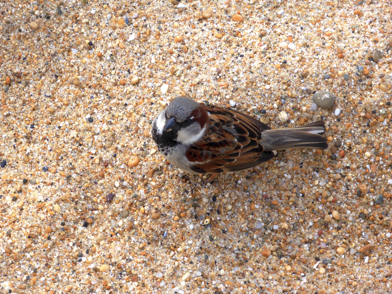 sparrow bird sand free photo