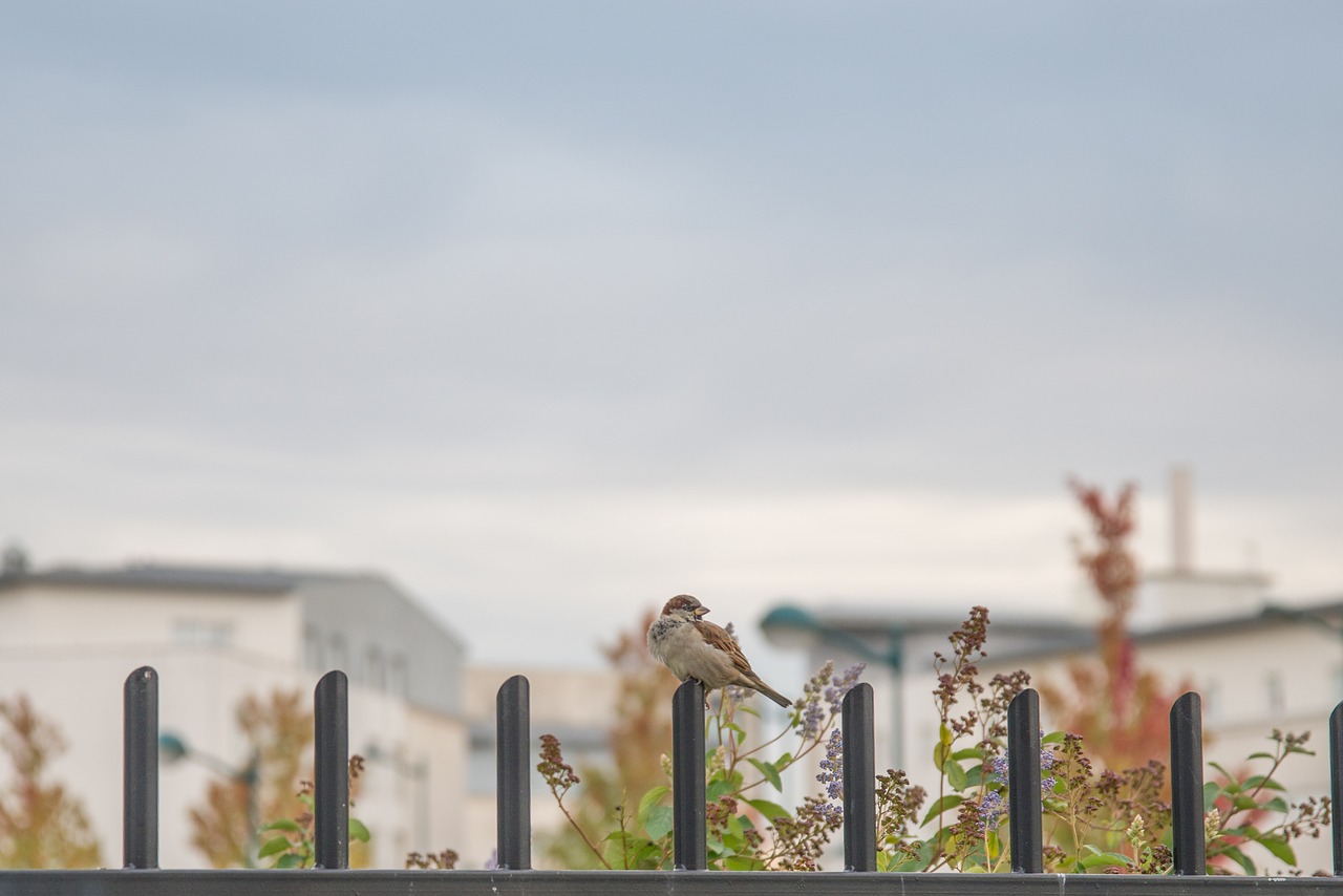 sparrow bird nature free photo