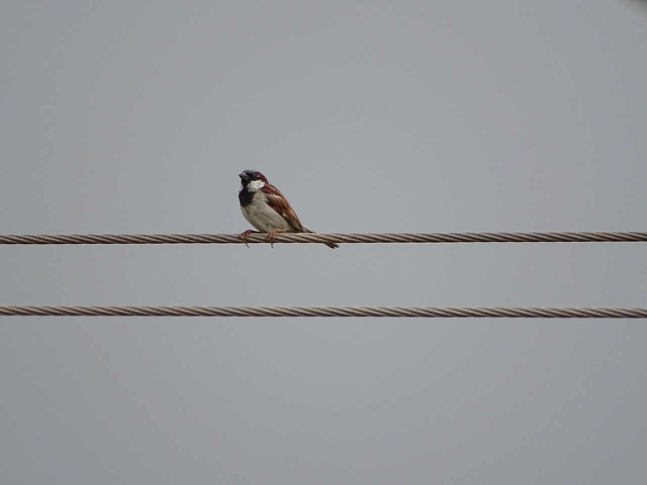 sparrow birds nature free photo