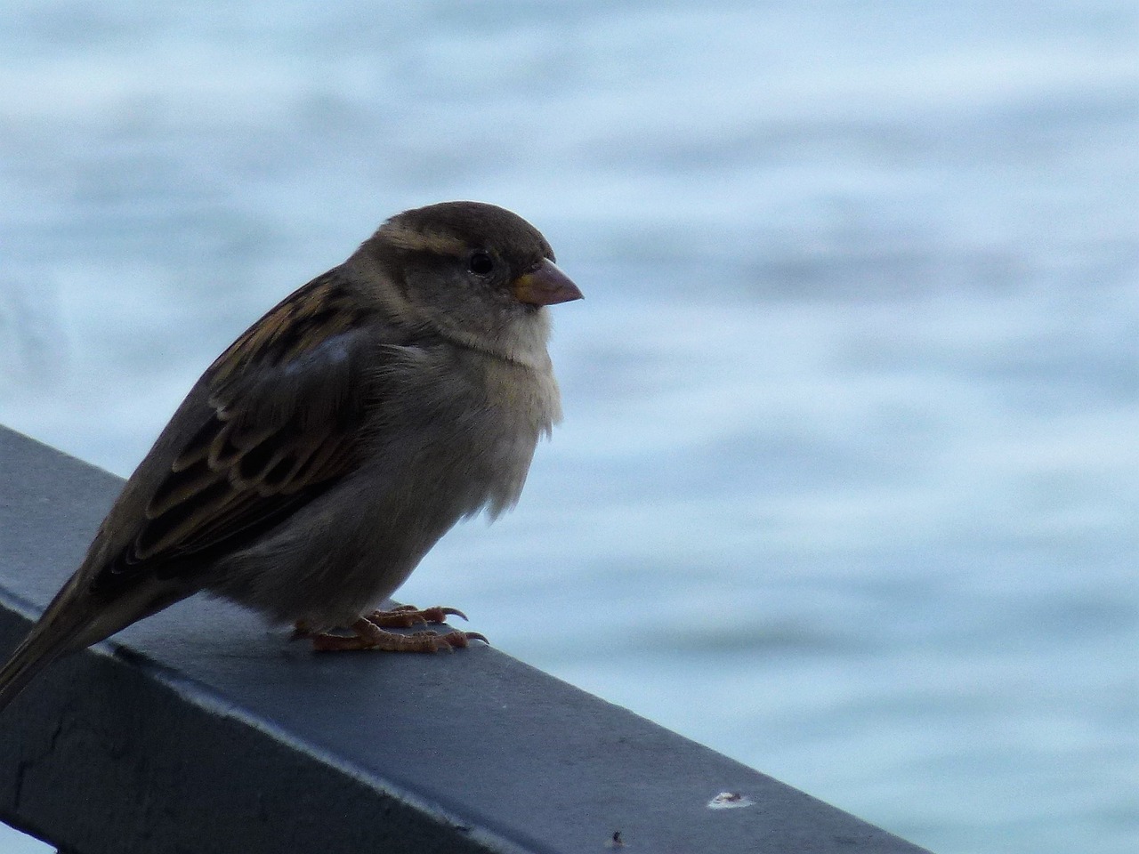 sparrow water wildlife photography free photo