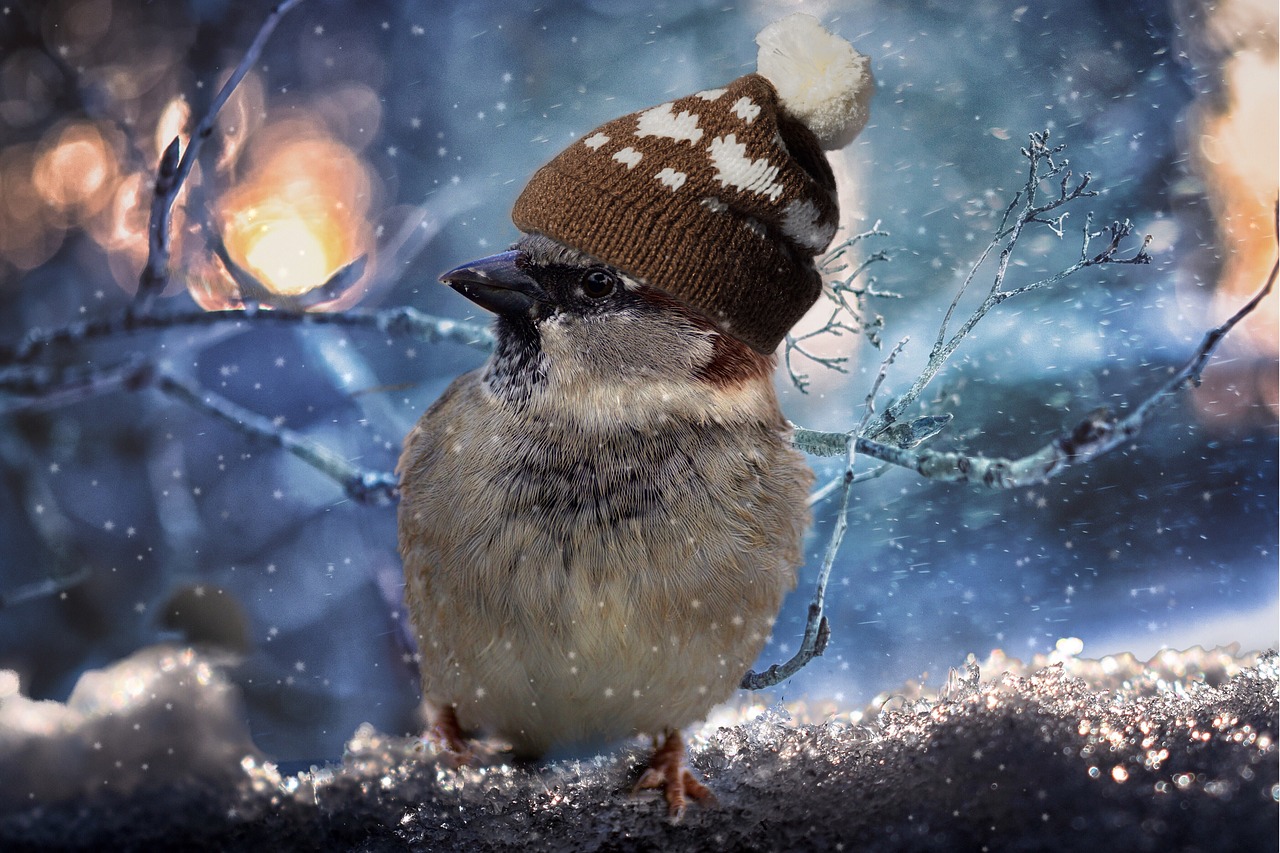 sparrow birds sperling free photo