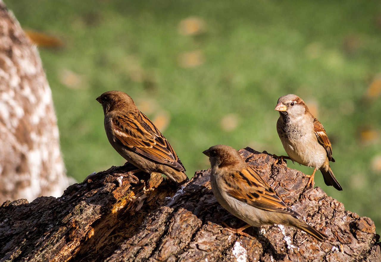 sparrow animal world bird free photo