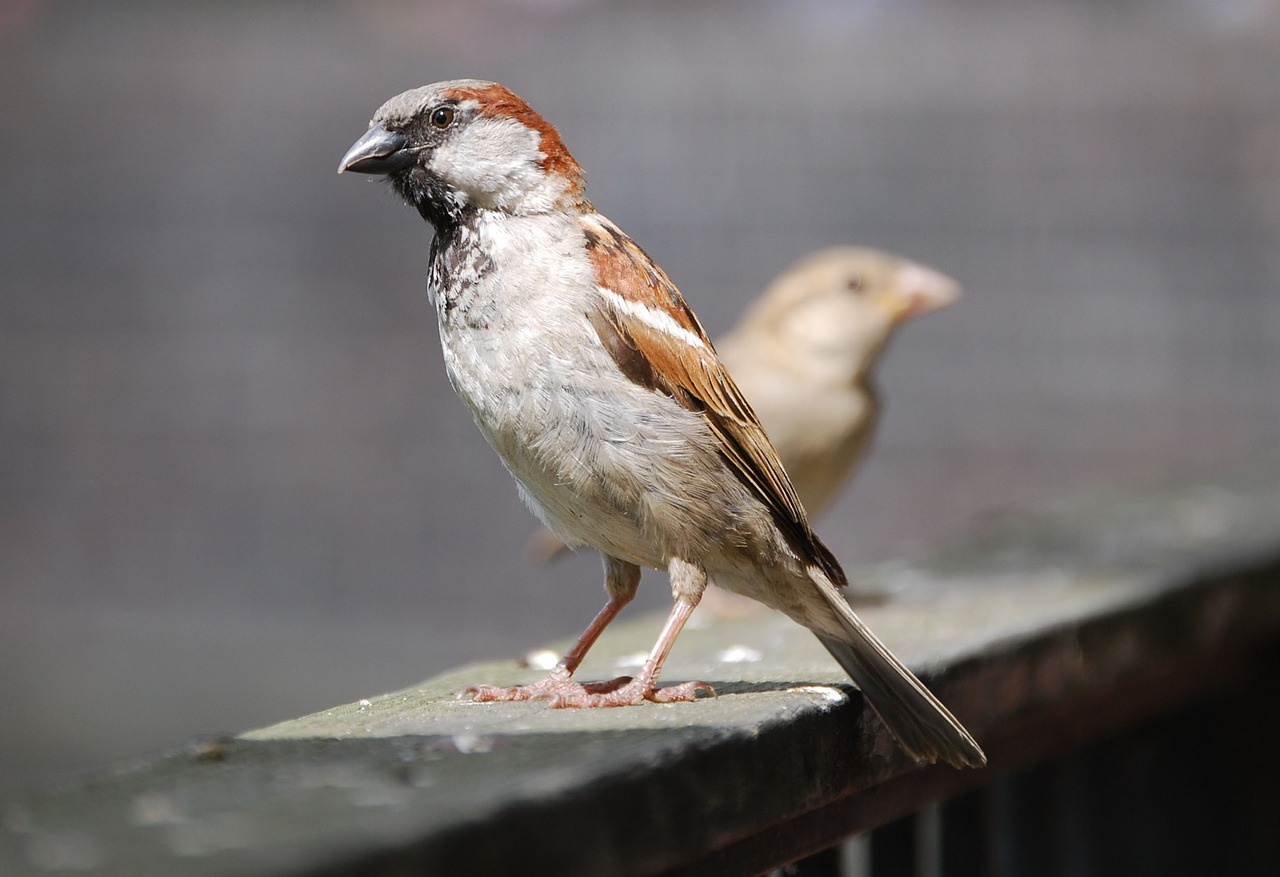 sparrow sperling bird free photo