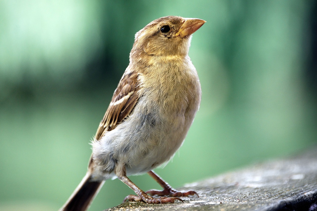sparrow sperling bird free photo